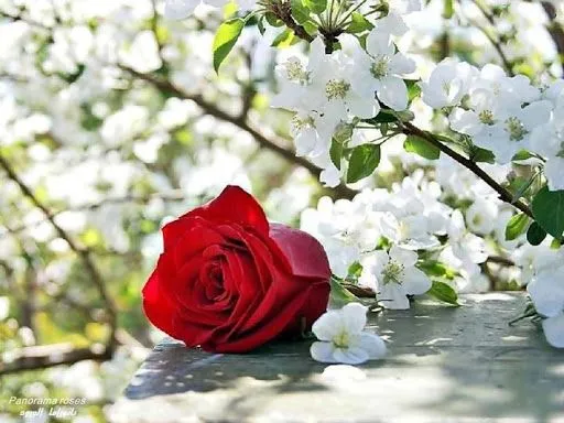 Imágenes de Flores: Rosas Rojas | BloggerGifs Imágenes de Flores: Rosas Rojas | BloggerGifs