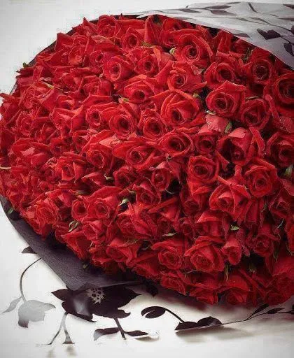 Imágenes de Flores: Rosas Rojas | BloggerGifs Imágenes de Flores: Rosas Rojas | BloggerGifs