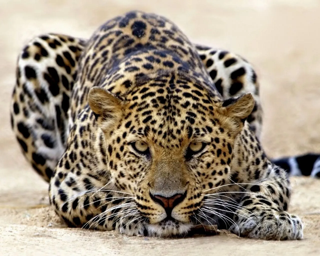 imagenes de fondo de animales salvajes MEMES Pictures