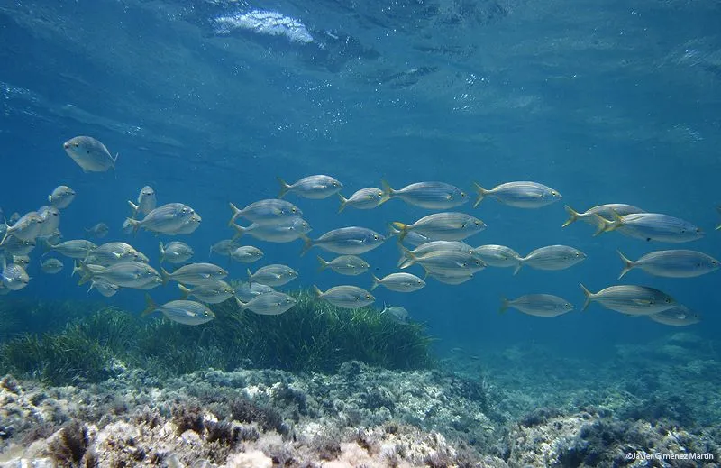 Imagenes fondo marino HD - Imagui