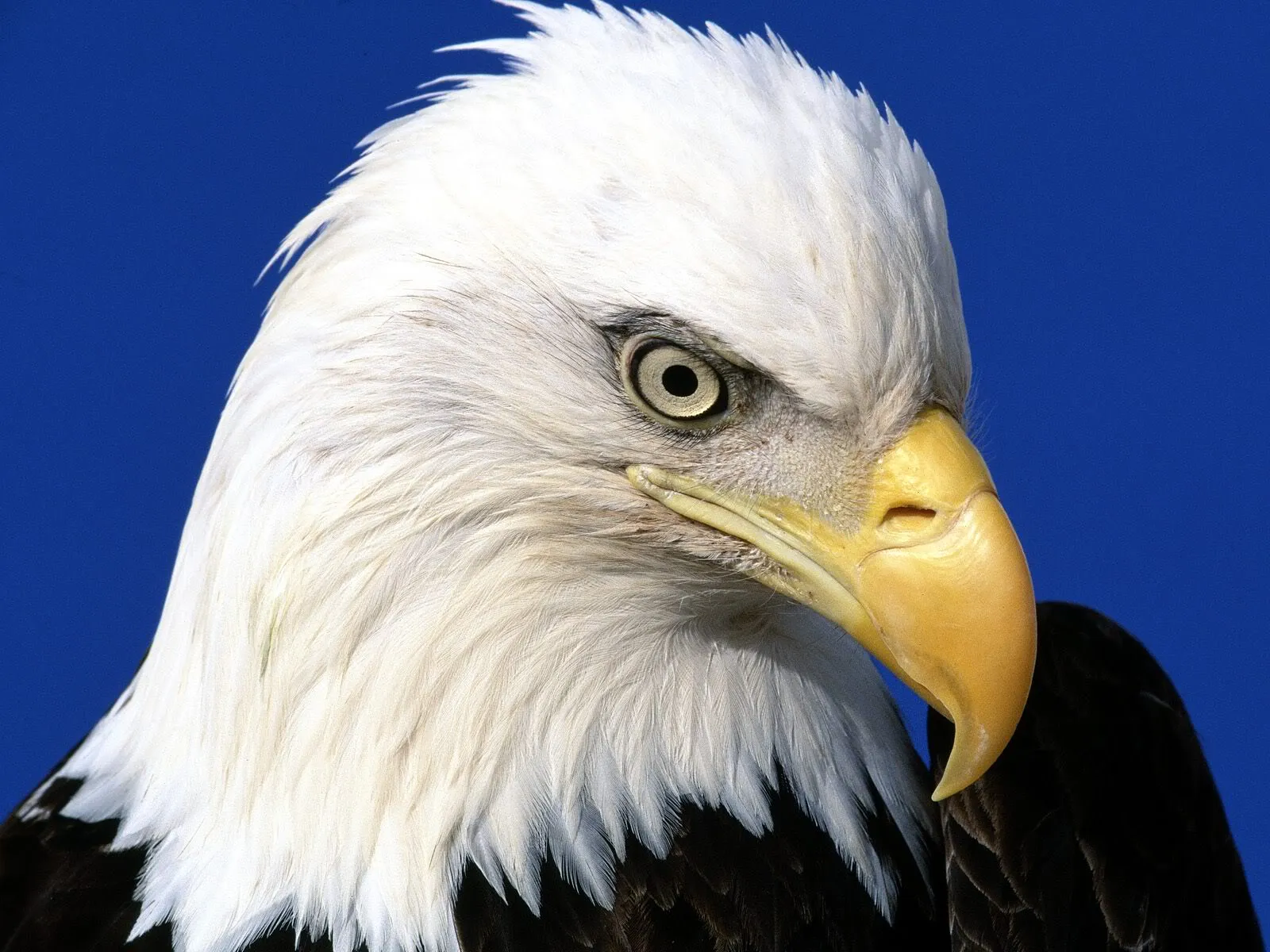 Imagenes para fondo de pantalla aguilas con movimiento - Imagui Imagenes para fondo de pantalla aguilas con movimiento - Imagui