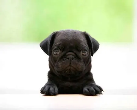perrito.jpg