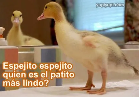 Patito tierno con frases - Imagui