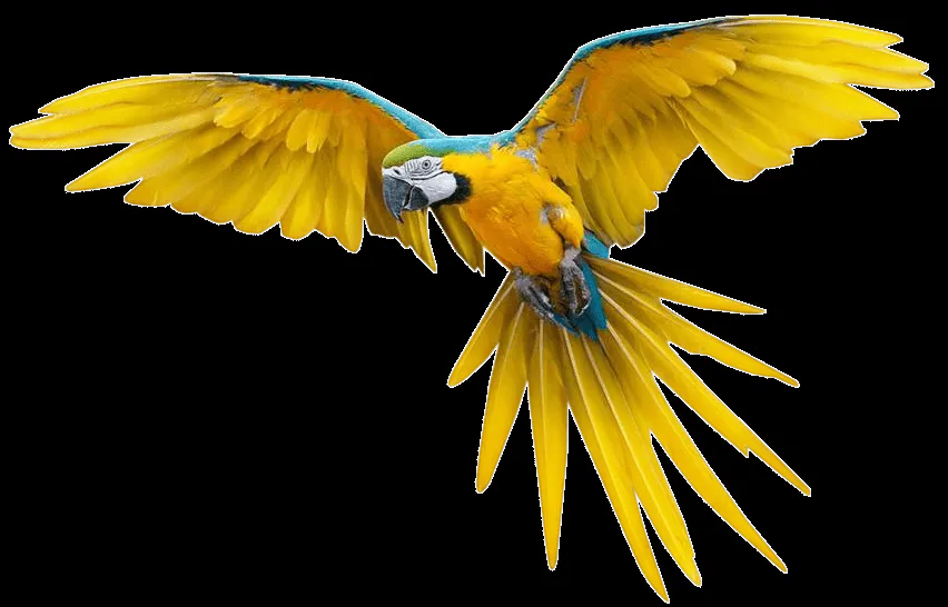 IMÁGENES CON FONDO TRANSPARENTE - Imagenes romanticas de amor para ...