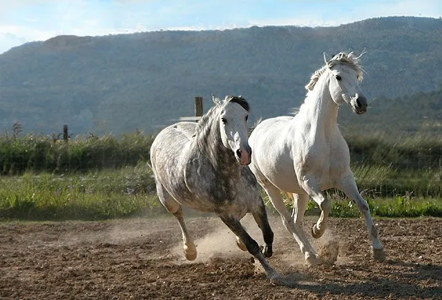 Imágenes y Fondos de Caballos | Fondos de pantalla y mucho más ...