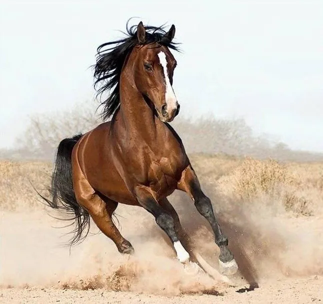 Imágenes y Fondos de Caballos | Fondos de pantalla y mucho más Imágenes y Fondos de Caballos | Fondos de pantalla y mucho más