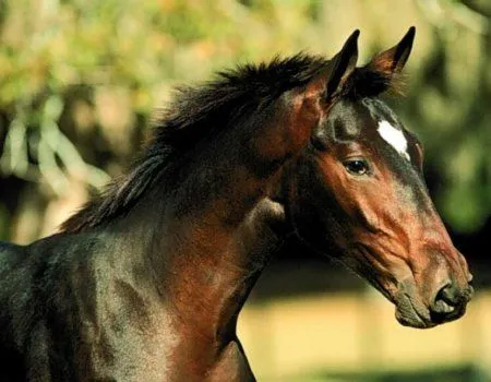 Imágenes y Fondos de Caballos | Fondos de pantalla y mucho más ... Imágenes y Fondos de Caballos | Fondos de pantalla y mucho más ...