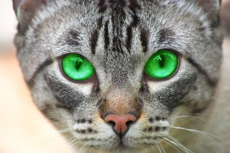 Imágenes y fondos de gatos | Fondos de pantalla y mucho más Imágenes y fondos de gatos | Fondos de pantalla y mucho más