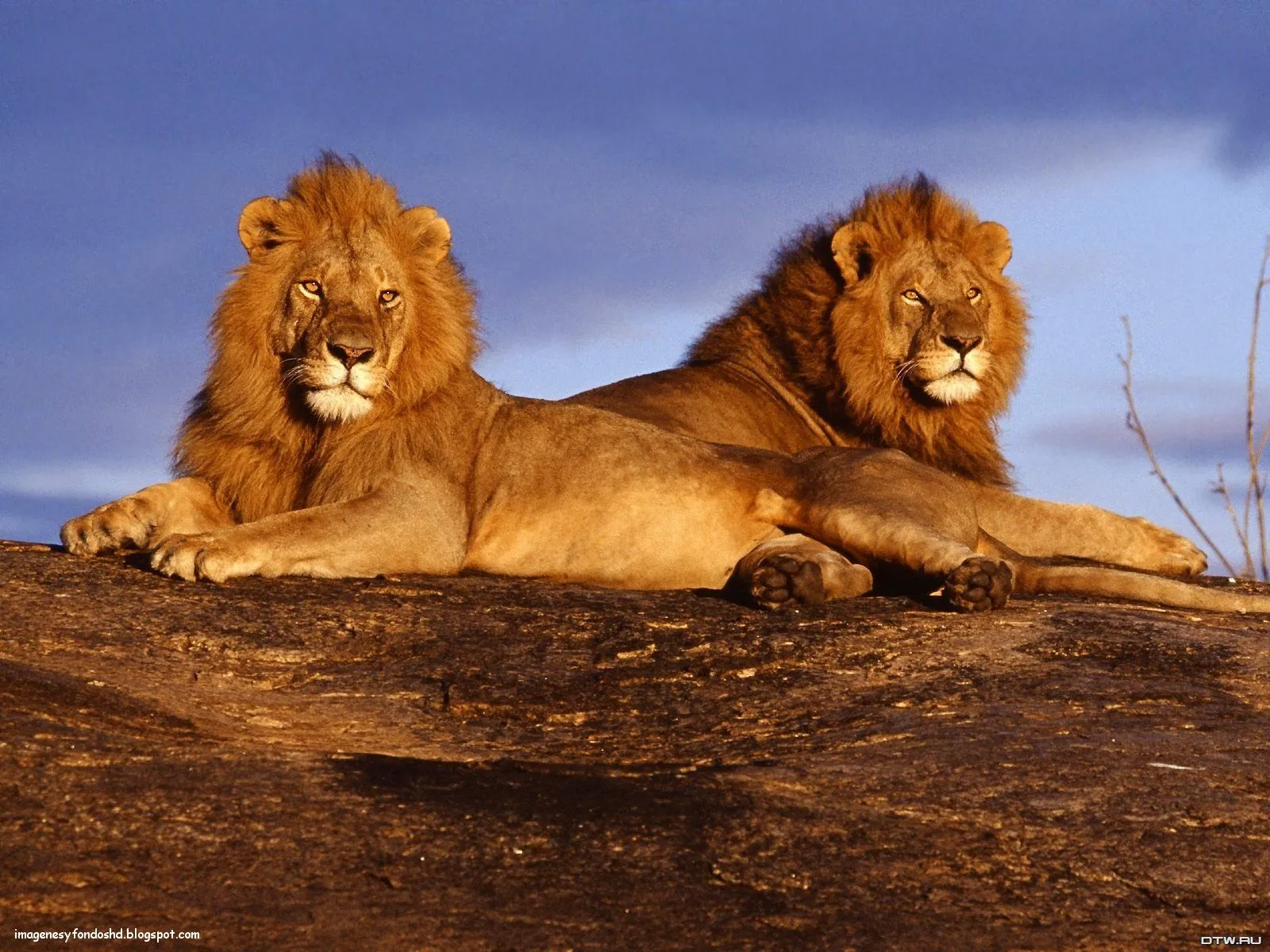 Imágenes y fondos HD: Leones