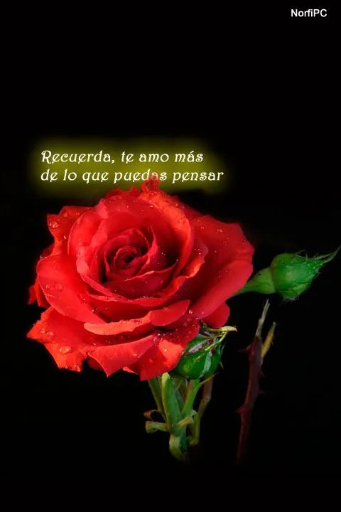 Imágenes y fondos de pantalla de amor gratis para celulares y móviles Imágenes y fondos de pantalla de amor gratis para celulares y móviles