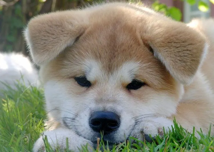 Imágenes y fondos de perros | Fondos de pantalla y mucho más ...