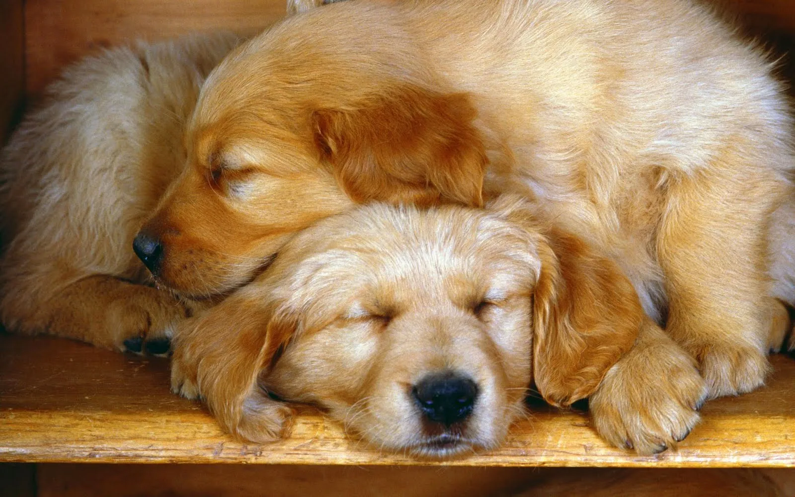 Imágenes y fotografías de perritos V (5 wallpapers) | Banco de ... Imágenes y fotografías de perritos V (5 wallpapers) | Banco de ...