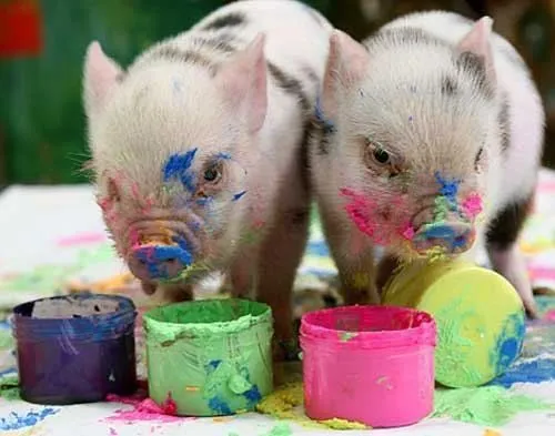 IMÁGENES Y FOTOS DE ANIMALES: Cerditos