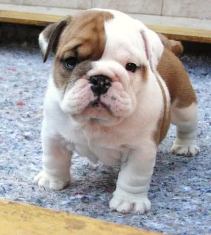Imagenes y fotos: Bulldog Cachorros, parte 2 Imagenes y fotos: Bulldog Cachorros, parte 2