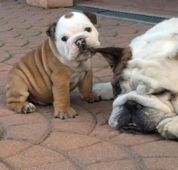 Imagenes y fotos: Bulldog Cachorros, parte 3 Imagenes y fotos: Bulldog Cachorros, parte 3