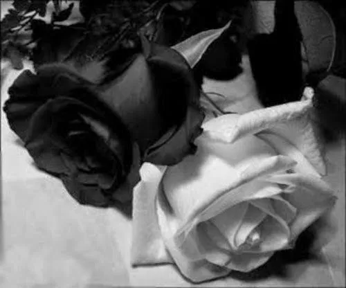 Imagenes y fotos: Flores Negras, parte 2