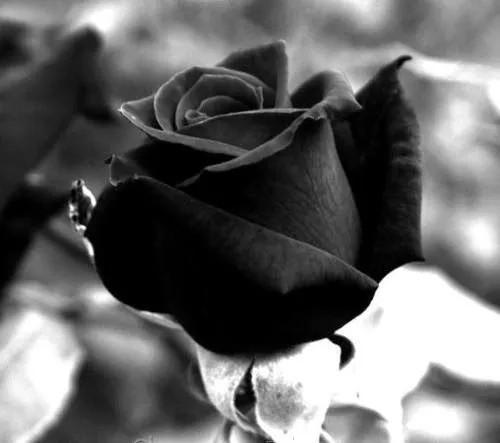 Imagenes y fotos: Flores Negras, parte 2
