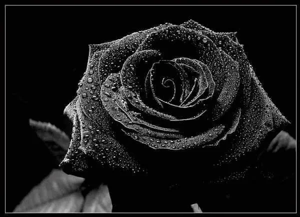 Flores Negras, parte 1 « Frases e Imagenes