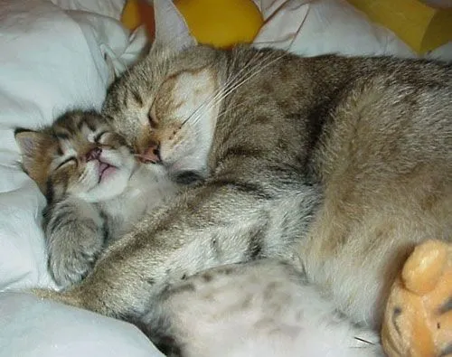 Gatos durmiendo abrazados - Imagui