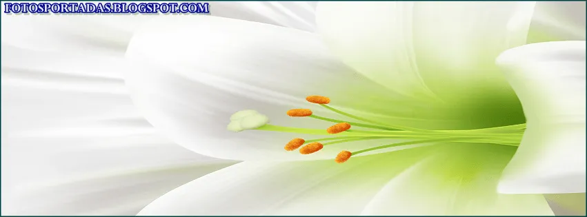 Imágenes y fotos de lindas flores románticas de amor para portadas ... Imágenes y fotos de lindas flores románticas de amor para portadas ...