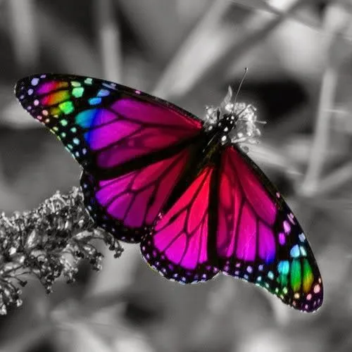 Imagenes y fotos: Imagenes de Mariposas, parte 5 Imagenes y fotos: Imagenes de Mariposas, parte 5
