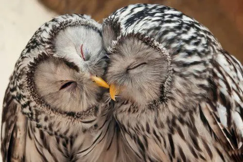 IMAGENES FOTOS PAISAJES Y MAS PARA FONDOS Y DIAPOSITIVAS: ANIMALES ... IMAGENES FOTOS PAISAJES Y MAS PARA FONDOS Y DIAPOSITIVAS: ANIMALES ...