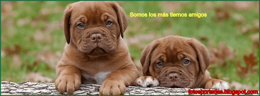 Imágenes y fotos de tiernos mascotas para portadas de facebook ... Imágenes y fotos de tiernos mascotas para portadas de facebook ...