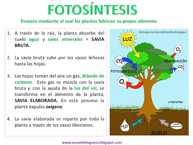 Imagenes de fotosintesis para colorear - Imagui