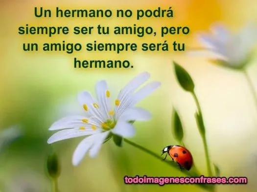 Imágenes con frases para amigos - Imágenes con Frases