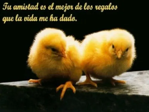 Imágenes con frases de amistad | Mi amor... Te amo ! Imágenes con frases de amistad | Mi amor... Te amo !