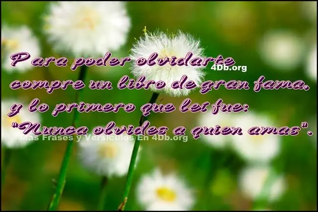 Imagenes con frases de amor para enamorar GRATIS - Beliefnet.com