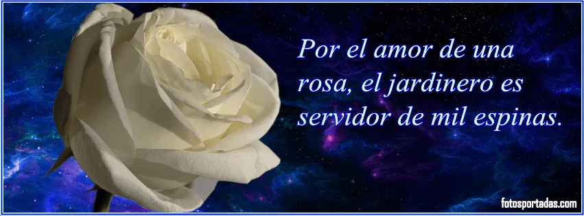 Imagenes con frases de amor y una rosa blanca para facebook ...