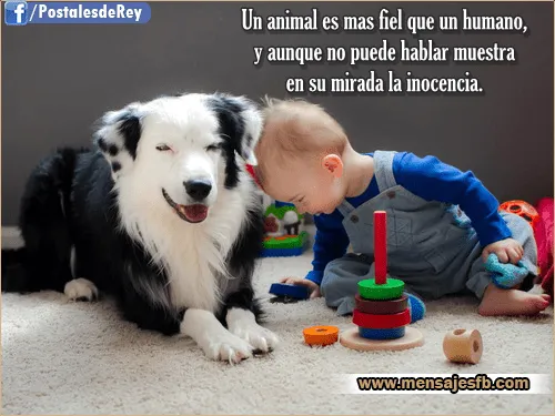 Imagenes con frases de animales - Mensajes Bonitos de Amor para ...