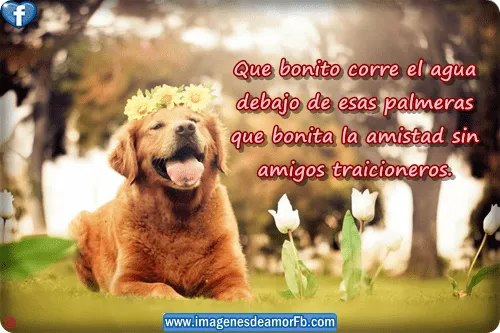 Imagenes con frases bonitas de amistad para facebook Imagenes ... Imagenes con frases bonitas de amistad para facebook Imagenes ...