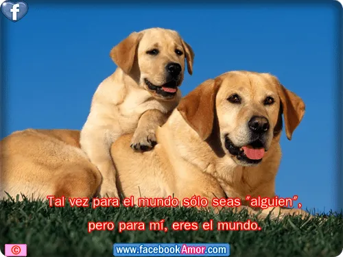 Imagenes con frases bonitas para enamorar etiquetar en facebook ...
