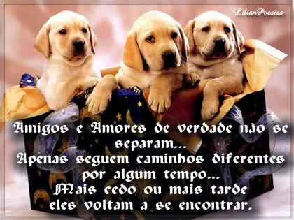 De cachorros con frases - Imagui