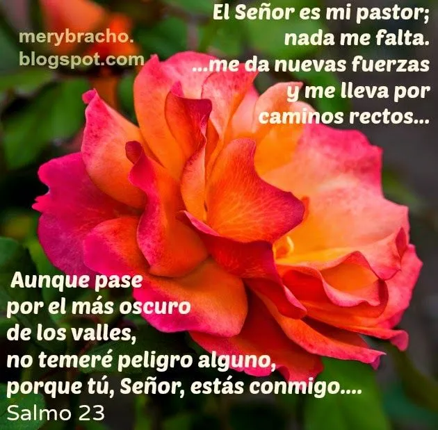 Nuevas Imágenes con frases de consuelo - Imagenes tiernas con ... Nuevas Imágenes con frases de consuelo - Imagenes tiernas con ...
