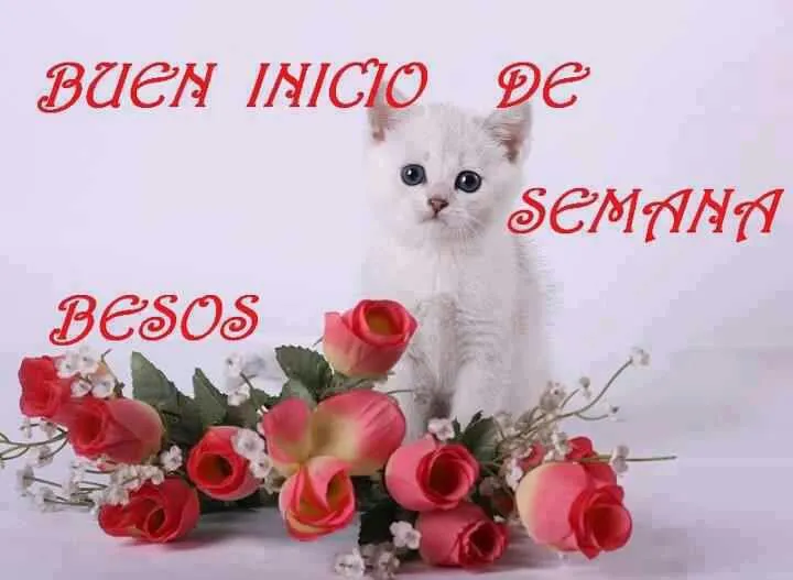 Imágenes con Frases para Desear una Feliz Semana, Buena Semana ... Imágenes con Frases para Desear una Feliz Semana, Buena Semana ...