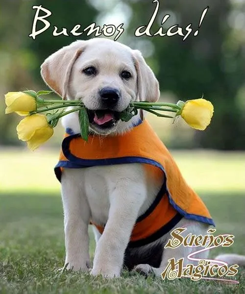 Imágenes con Frases para dar los Buenos Días, Feliz Día, Buen Día ... Imágenes con Frases para dar los Buenos Días, Feliz Día, Buen Día ...