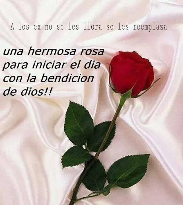 Imagenes y Frases Facebook: Una Hermosa Rosa Para Iniciar El Dia Imagenes y Frases Facebook: Una Hermosa Rosa Para Iniciar El Dia