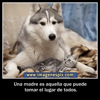 Imagenes con frases facebook | Imágenes de amor : Imágenes de lobo ... Imagenes con frases facebook | Imágenes de amor : Imágenes de lobo ...