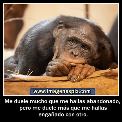 Imagenes con frases facebook | Imágenes de amor : Imágenes de mono ...