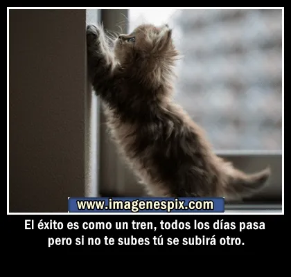 Imagenes con frases facebook | Imágenes de amor : Imágenes de gato ...