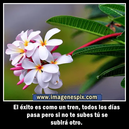 Imagenes con frases facebook | Imágenes de amor : Imágenes de flor ... Imagenes con frases facebook | Imágenes de amor : Imágenes de flor ...