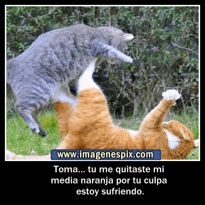 Imagenes con frases facebook | Imágenes de amor : Imágenes de gato ...