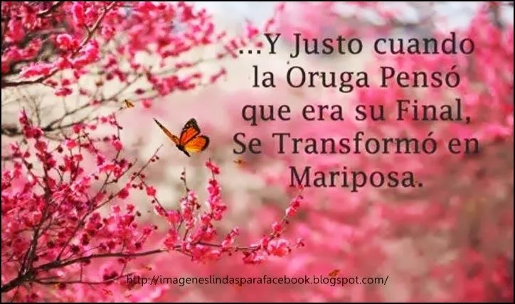 IMAGENES Y FRASES PARA FACEBOOK: La Oruga que se transformó en ... IMAGENES Y FRASES PARA FACEBOOK: La Oruga que se transformó en ...