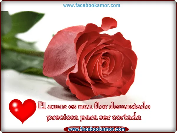 Imagenes de rosas rojas con frases - Imagui