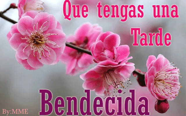 Imágenes con Frases para dar las Buenas Tardes, Feliz Tarde, Linda ...