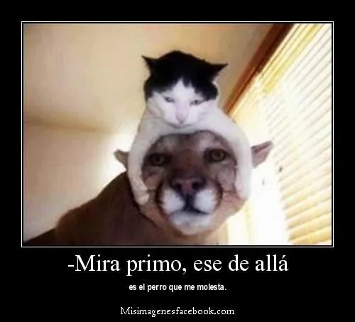 Imagenes Y Frasesitas : Frases Muy Bonitas Para Primos Imagenes Y Frasesitas : Frases Muy Bonitas Para Primos