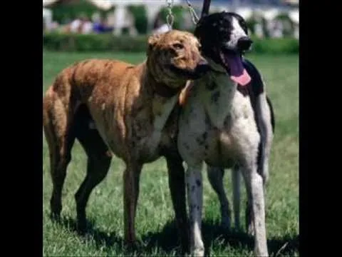 Imagenes de galgos... - YouTube